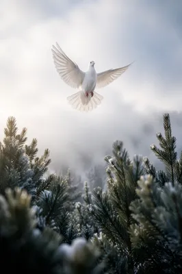 White Dove Rising Above Evergreen Pines