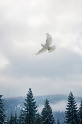 White Dove Above Evergreen Forest