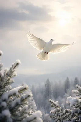 White Dove Rising Through Snowy Evergreen Sky