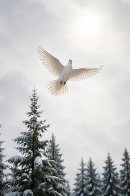 White Dove Rising Over Snowy Evergreens