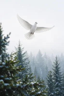 White Dove Above Evergreen Forest
