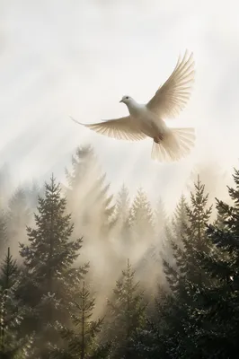 White Dove Rising Above Evergreen Forest