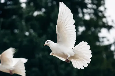 White Dove Flying Over Evergreen Sky