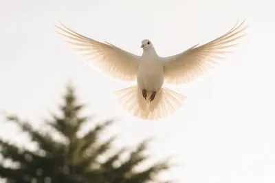 White Dove Flying Through Luminous Sky
