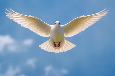 White Dove Flying Through Open Sky