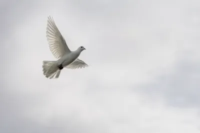 White Dove in Peaceful Holy Spirit Sky