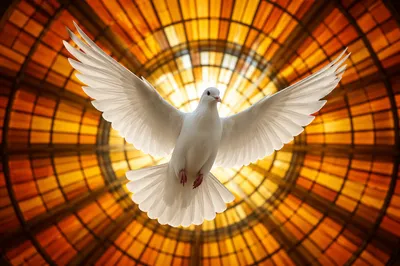 White Dove Before Golden Stained Glass Glow