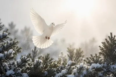 White Dove Rising Above Snowy Evergreens