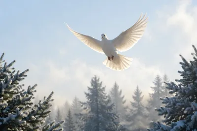 White Dove Over Frosted Evergreen Grove