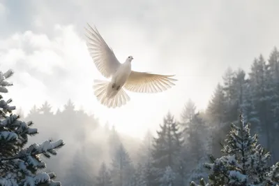 White Dove Above Snowy Evergreen Forest