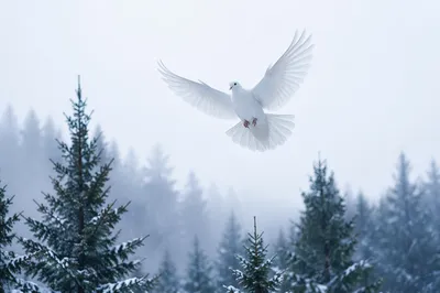 White Dove Above Snowy Evergreen Forest