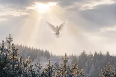 White Dove Above Evergreen Winter Sky
