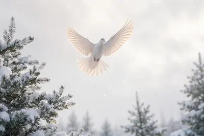 White Dove Rising Above Frosted Evergreens
