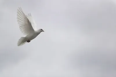 White Dove Flying Through Peaceful Sky