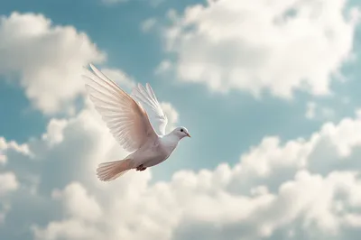 White Dove Flying in Peaceful Sky