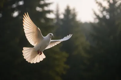 White Dove Over Evergreen Forest