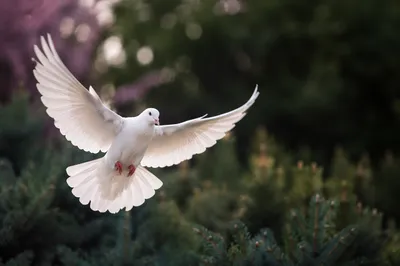 White Dove in Peaceful Evergreen Garden
