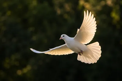 White Dove in Evergreen Light