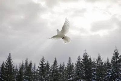 White Dove Above Evergreen Winter Forest