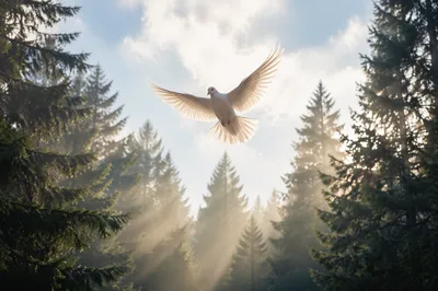 White Dove Rising Through Evergreen Light