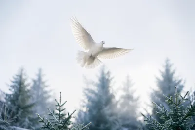 White Dove Over Frosted Evergreen Sky