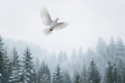 White Dove Over Misty Evergreen Forest