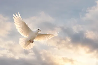 White Dove in Serene Holy Sky