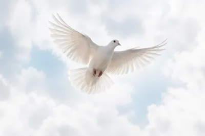 White Dove in Luminous Heavenly Sky