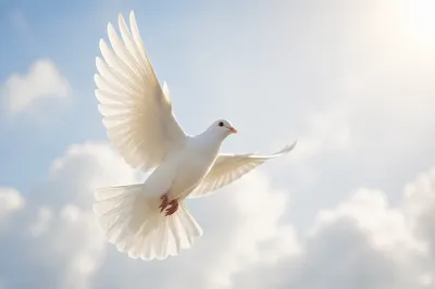 White Dove Ascending in Luminous Sky