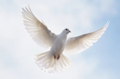 White Dove Rising in Open Sky