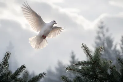 White Dove Rising Over Evergreen Pines