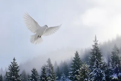 White Dove Rising Above Evergreen Grove