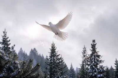 White Dove Above Snowy Evergreen Grove