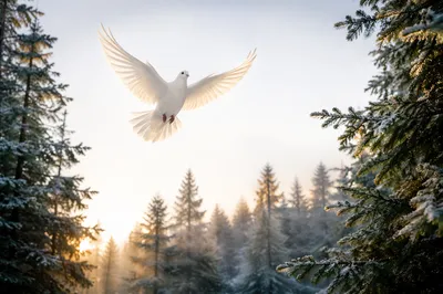 White Dove Rising Through Evergreen Dawn