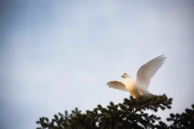 White Dove Rising Above Evergreen Branch