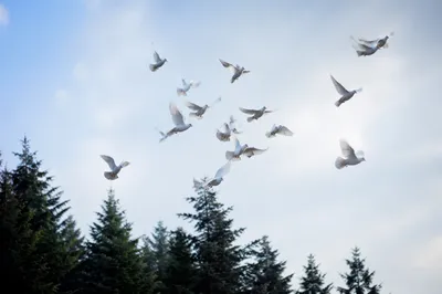 White Doves Rising Above Evergreen Trees