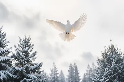 White Dove Over Evergreen Winter Sky
