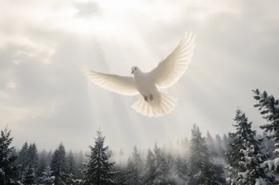 White Dove Over Snowy Evergreen Forest
