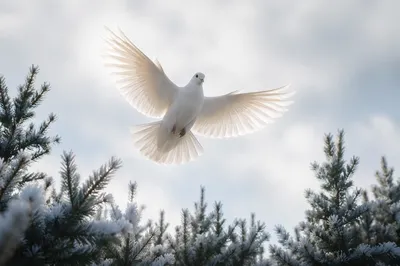 White Dove Above Evergreen Pines