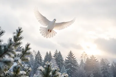 White Dove Above Frosted Evergreen Forest