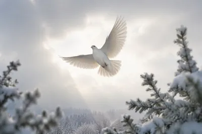 White Dove Over Snowy Evergreen Sky