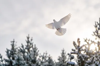 White Dove Above Snowy Evergreen Trees