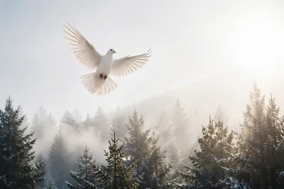 White Dove Above Evergreen Forest