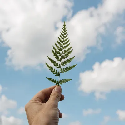 Evergreen Sprig Held Against Cloudy Blue Sky