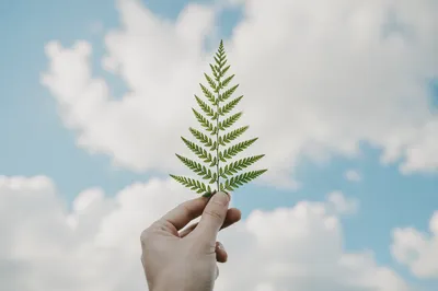 Hand Holding Evergreen Sprig Under Blue Sky