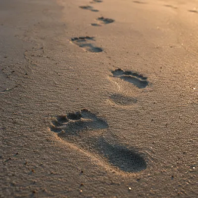 Footprints in Sunrise Beach Sand
