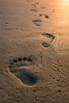 Footprints in Sunrise Beach Sand