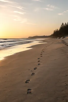 Sunrise Footprints on Evergreen Coastal Beach