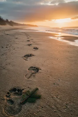 Evergreen Sprig Beside Beach Footprints at Sunrise