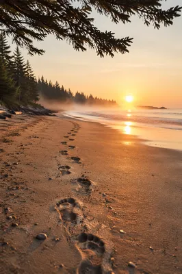 Footprints on Sunrise Beach with Pines